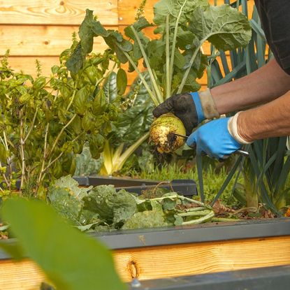 A gardener harvests a turnip