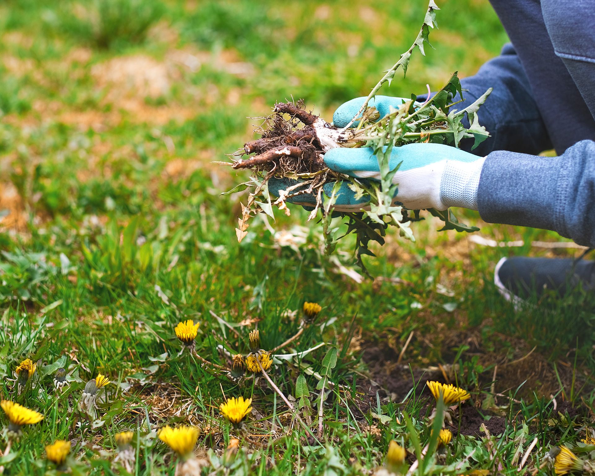 Weeding dandelions from the lawn
