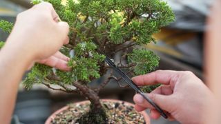 picture of person pruning a bonsai tree