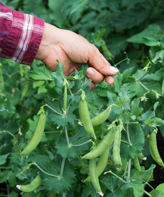 Growing sugar snap peas in a vegetable garden