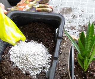 Perlite in a potting mix