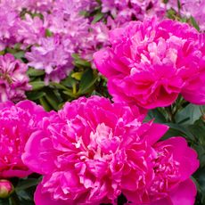 bright pink fluffy peonies with rhododendrons in background of garden border