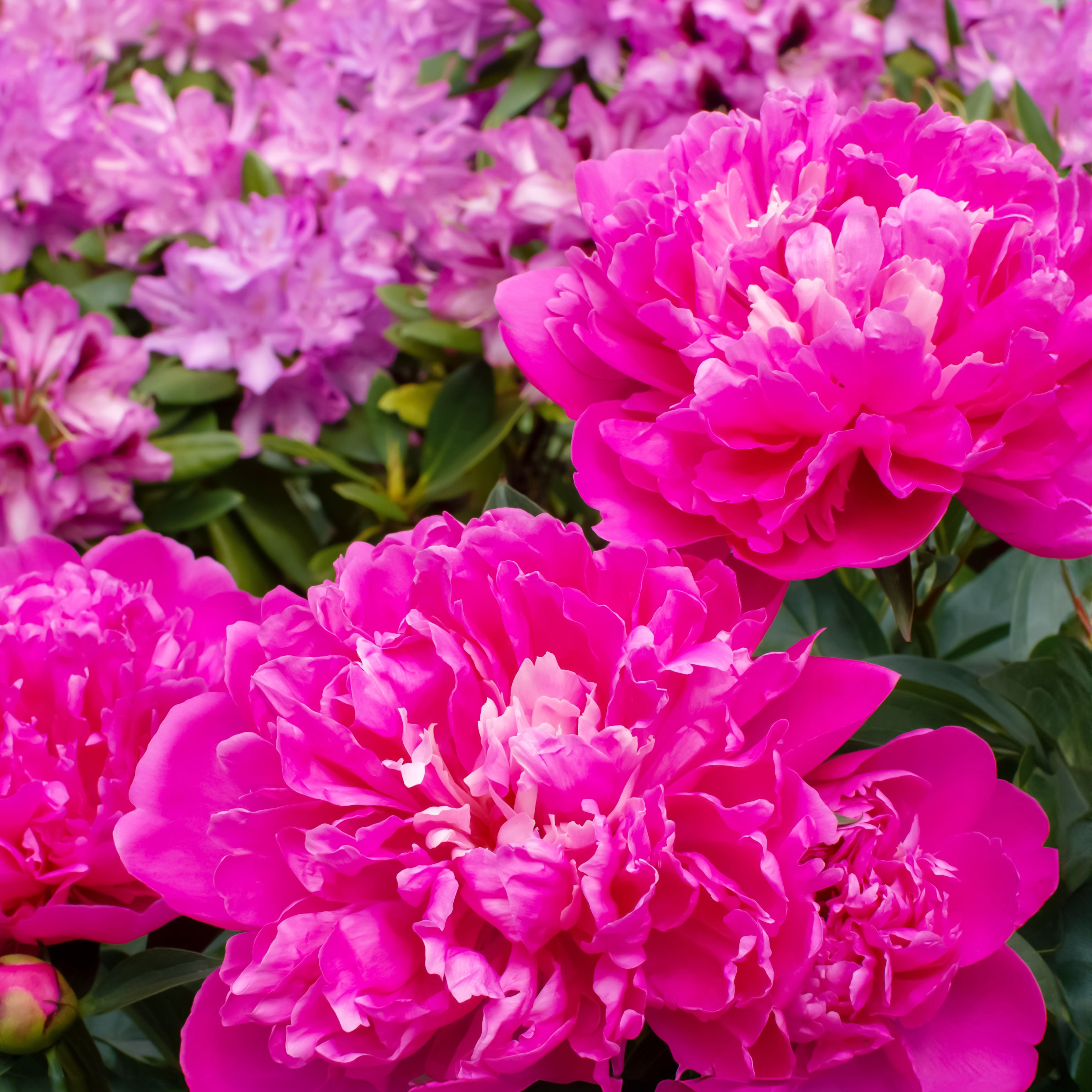 bright pink fluffy peonies with rhododendrons in background of garden border