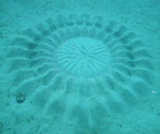Males of some species of cichlids (a type of fish) are known to construct crater-shaped mounds that females visit to have their eggs fertilized, Kawase said. But this new pufferfish's geometric patterns have three features never seen before. First, they i
