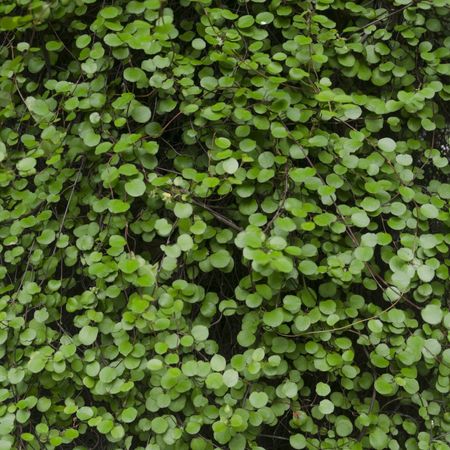 close up view of green vine