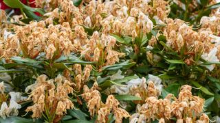 picture of wilted rhododendron bush