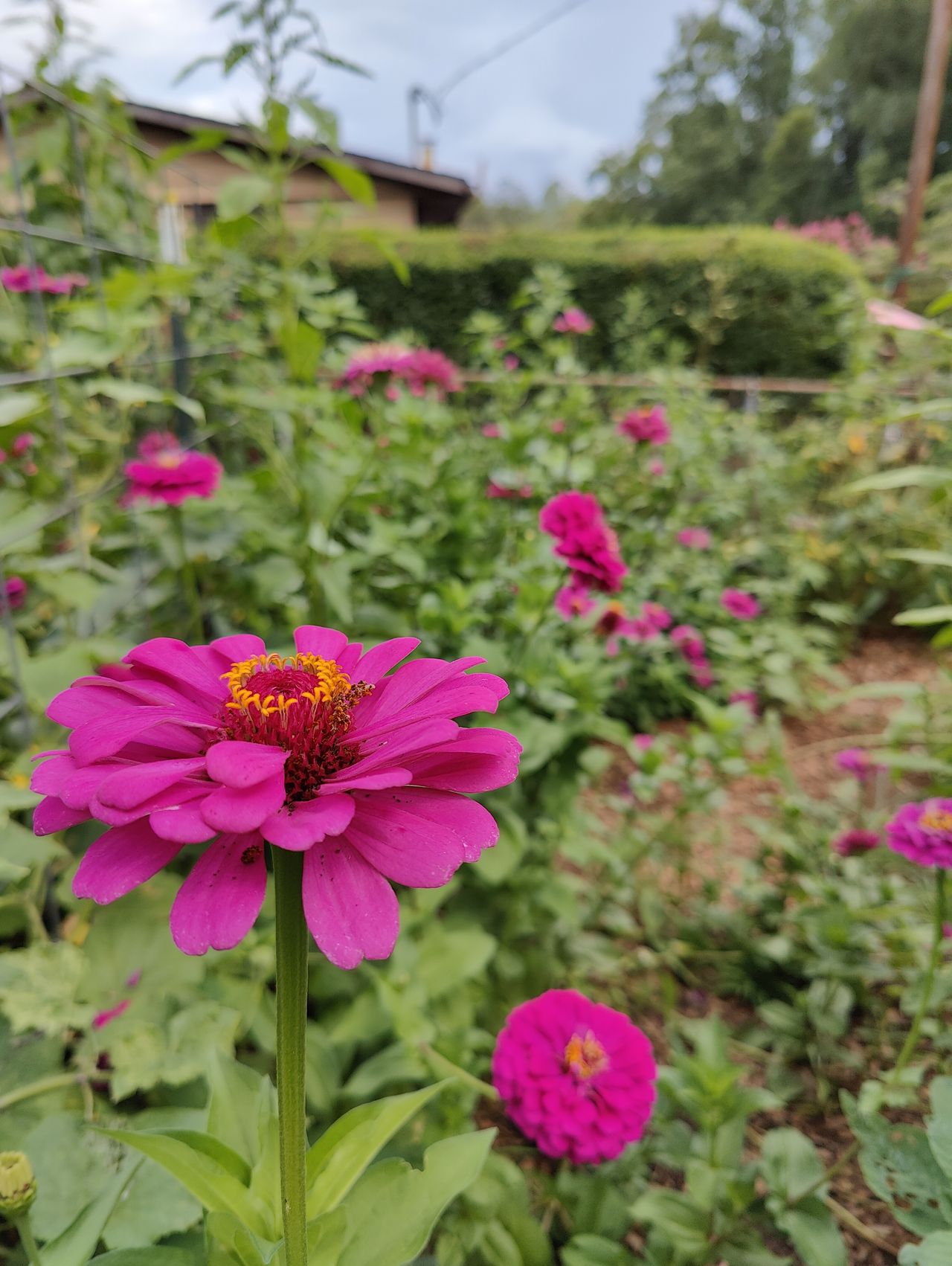 OnePlus 10 Pro camera samples to compare to the OnePlus 10T