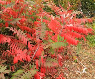 sumac tree with red foliage