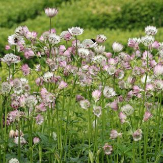 White and pink masterwort, Astrantia major unknown variety, flower umbels in a garden with white bracteoles tiipped with green or pink and a background of blurred hedges.