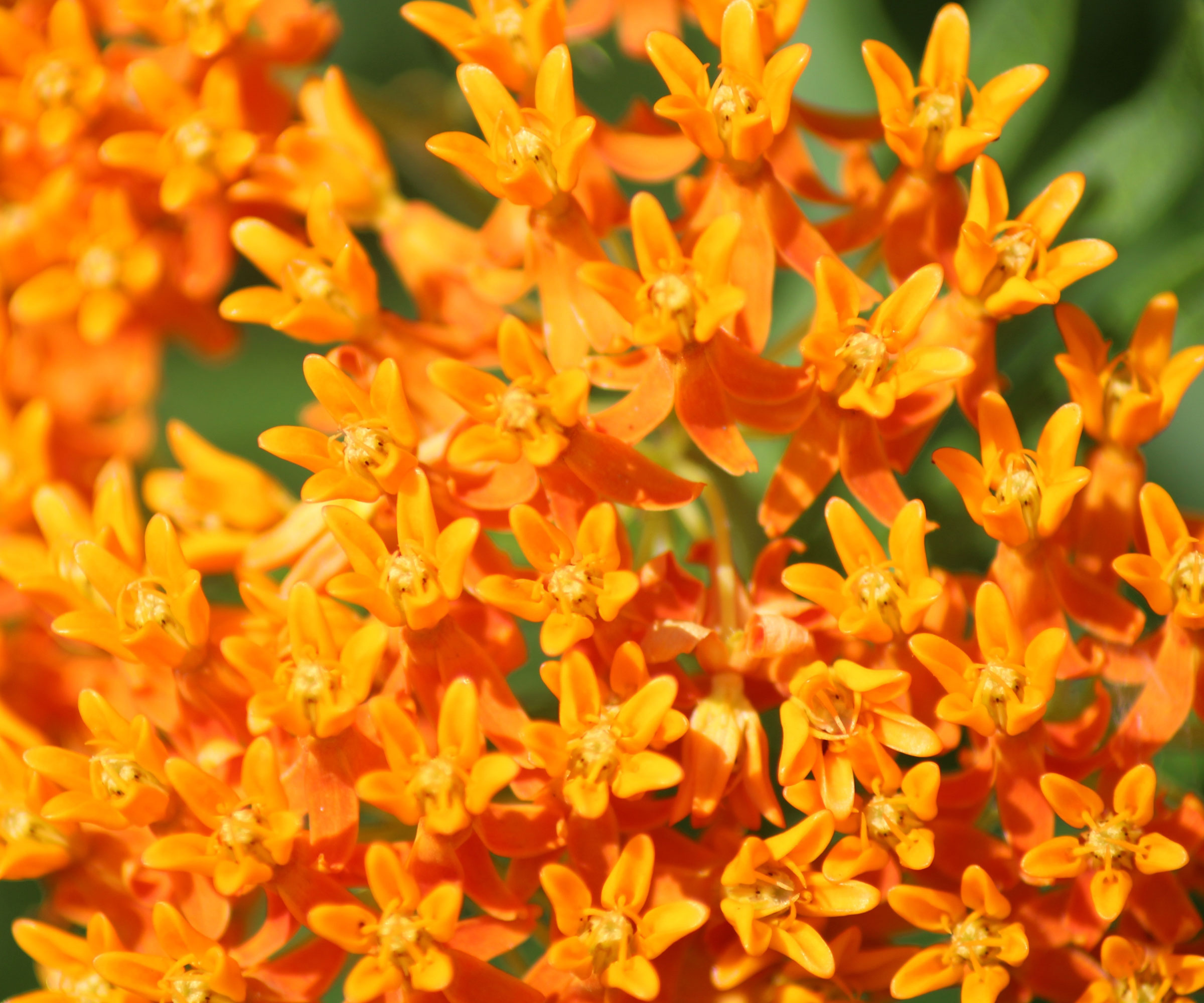 butterfly weed with bright orange flowers