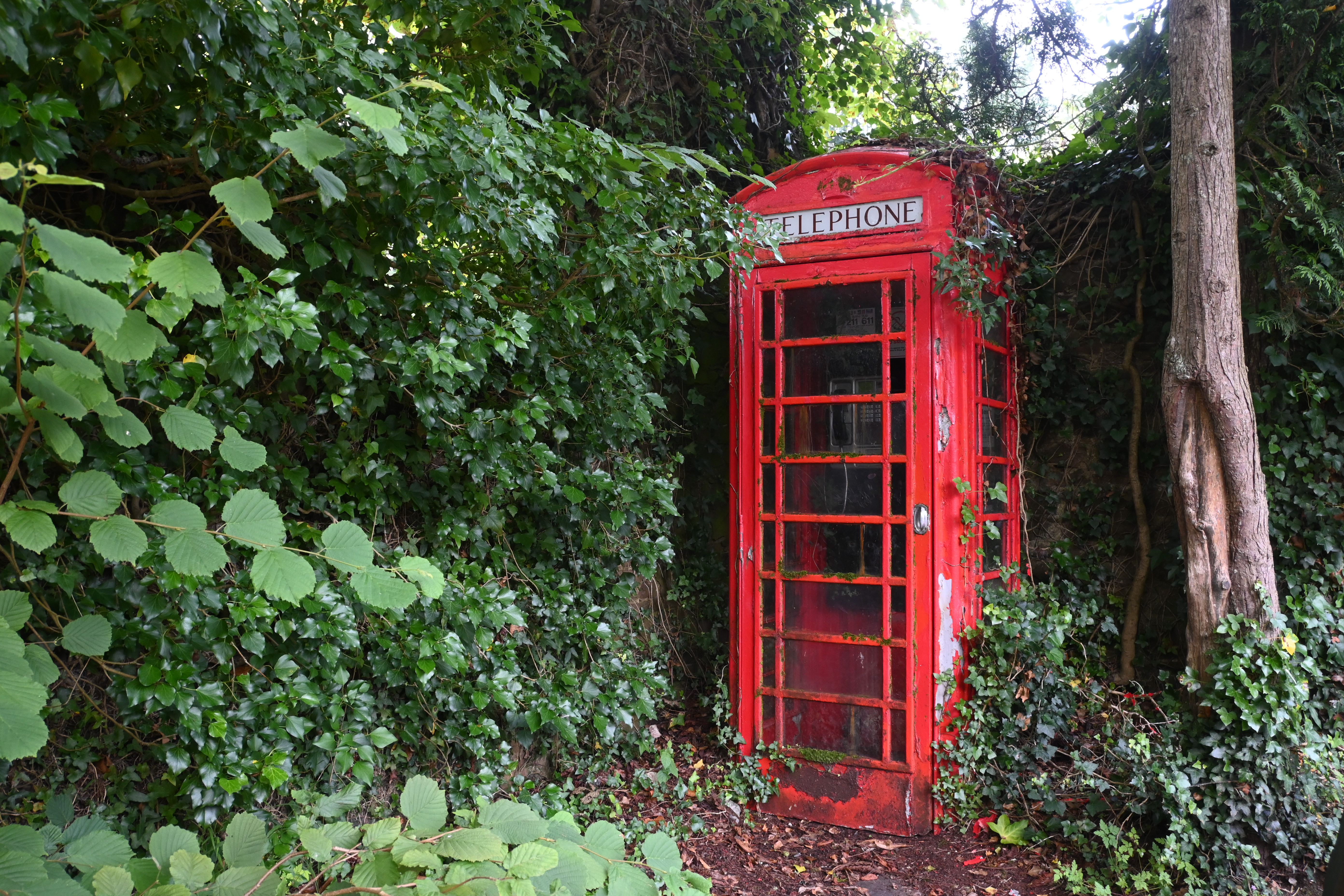 A red phone box surrounded by foliage