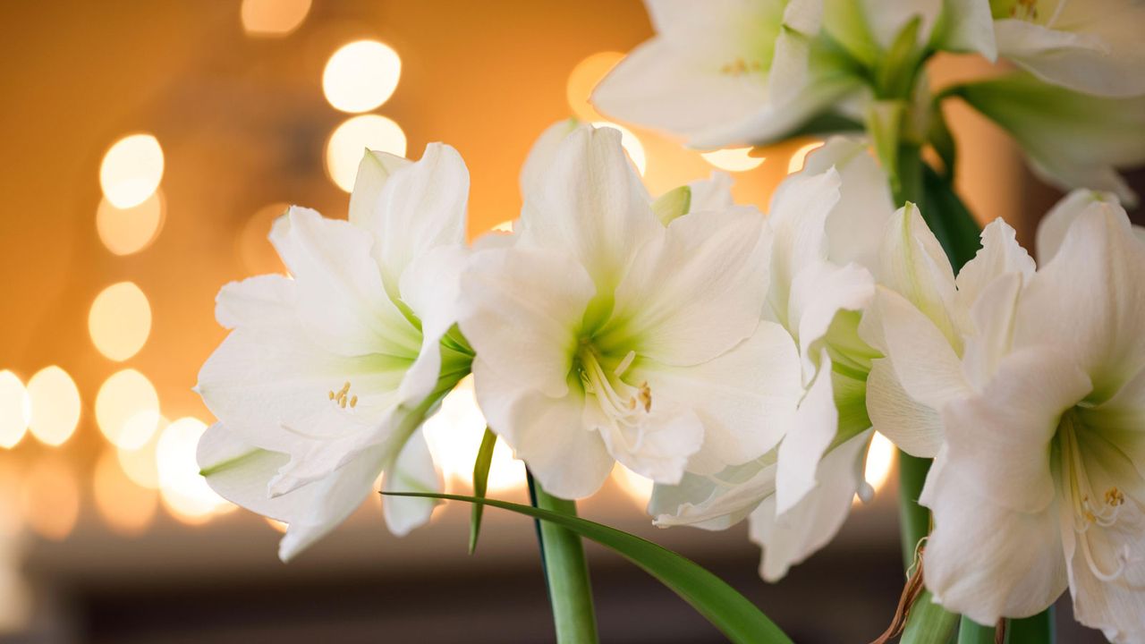 white Amaryllis &#039;Santiago&#039;