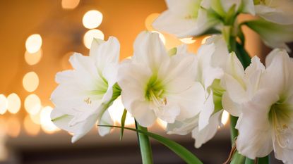 white Amaryllis 'Santiago'