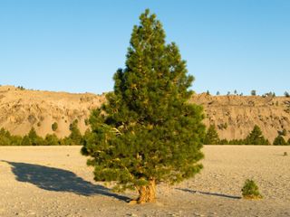 A ponderosa pine growing in the desert