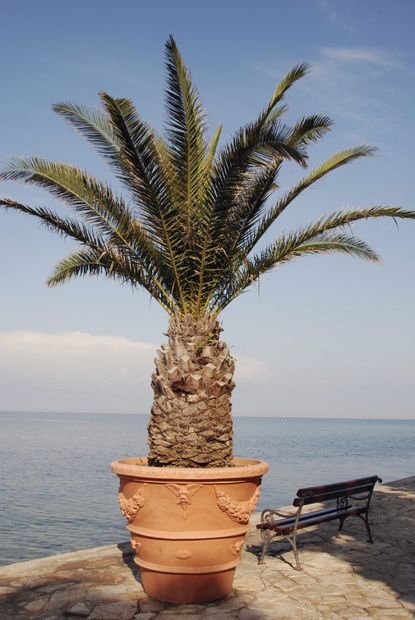 Large Potted Palm Tree Infront Of The Ocean