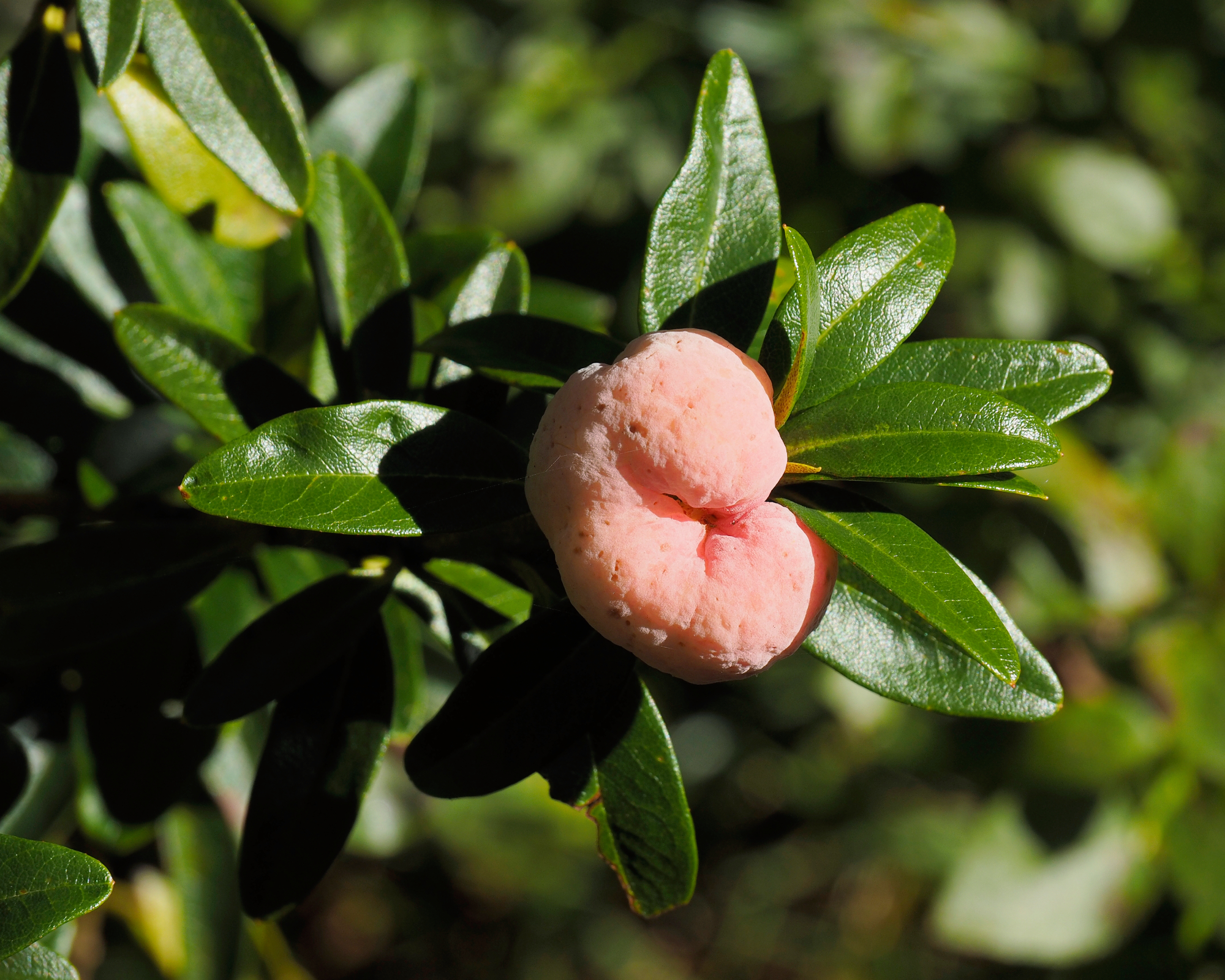 Bulbous gall on azalea leaves