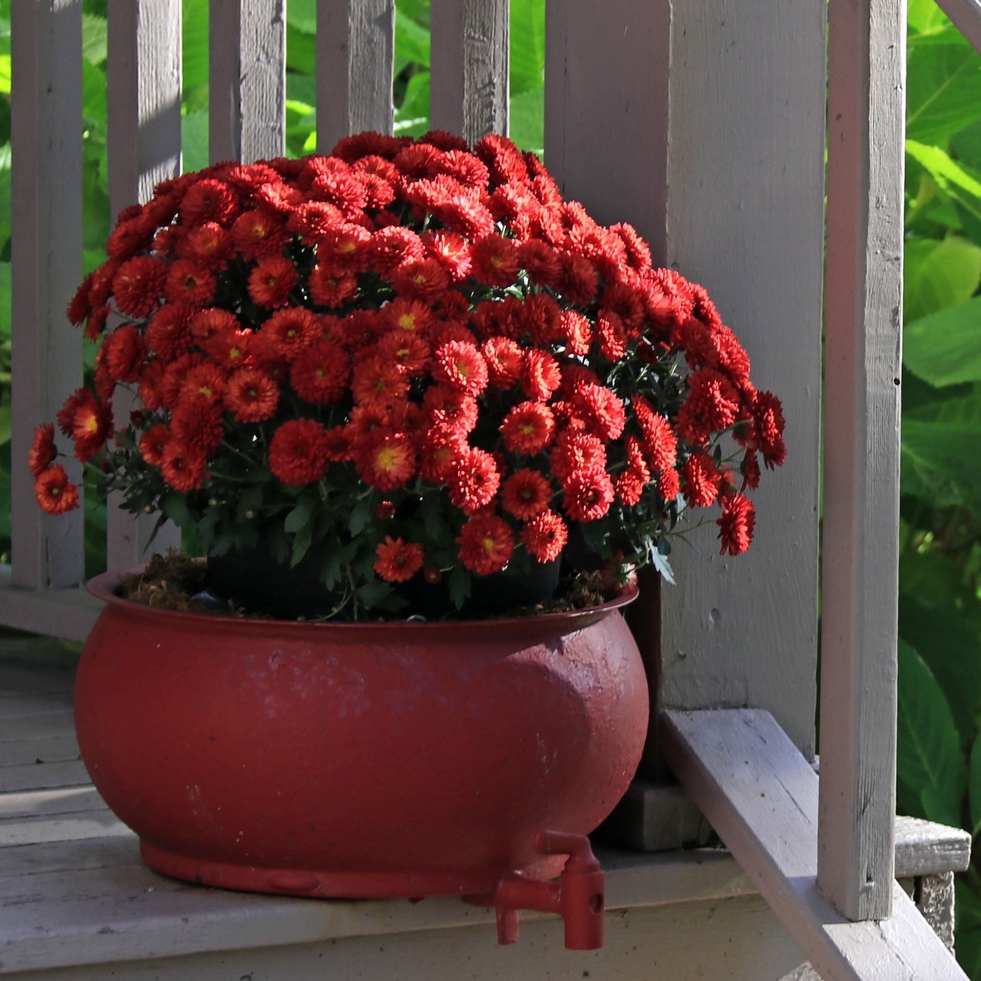 How to grow chrysanthemums Ideal Home