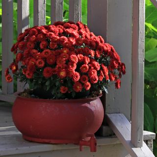 Red chrysanthemums in a red pot on top of white wooden decking stairs