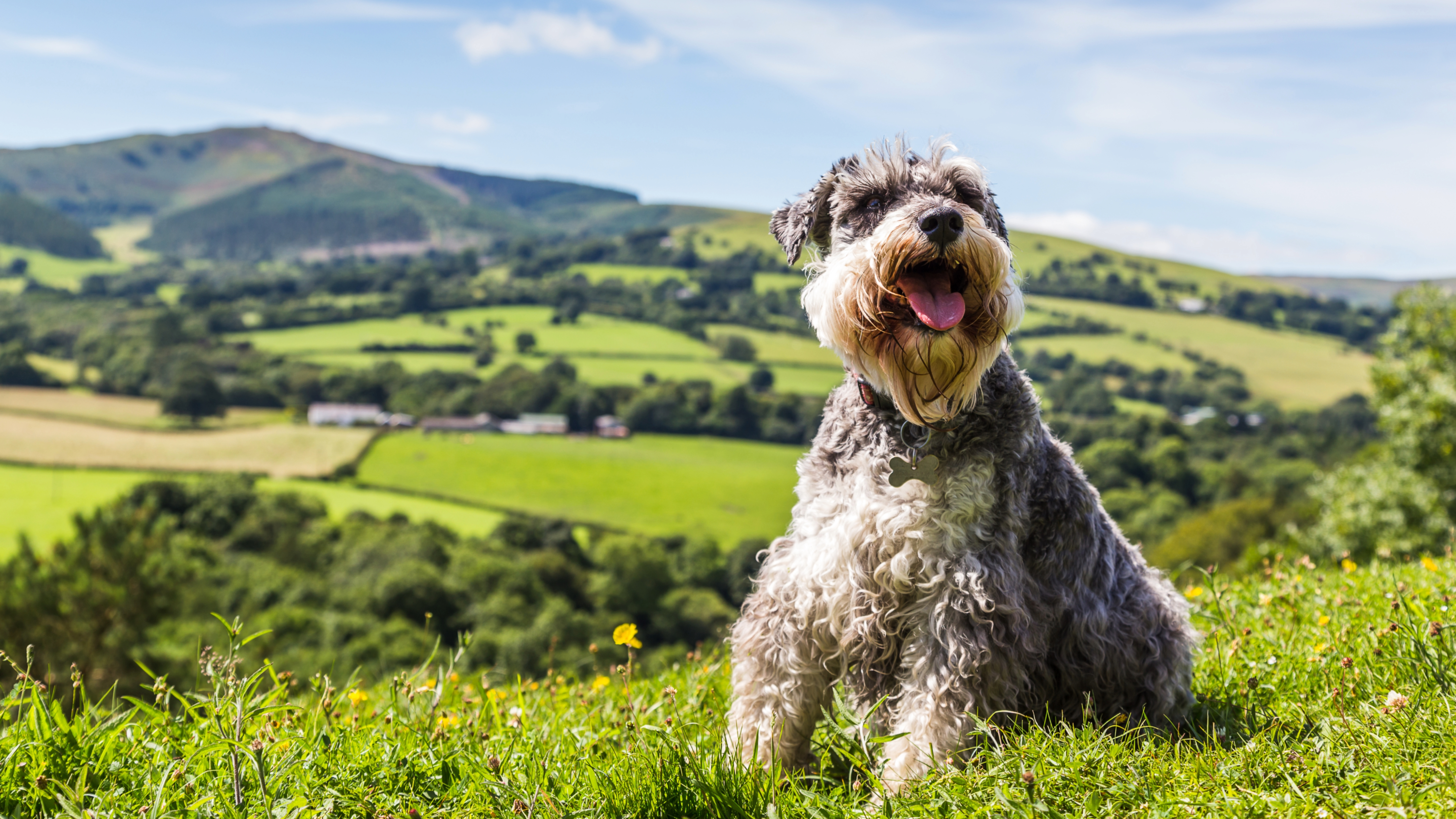 Miniature schnauzer