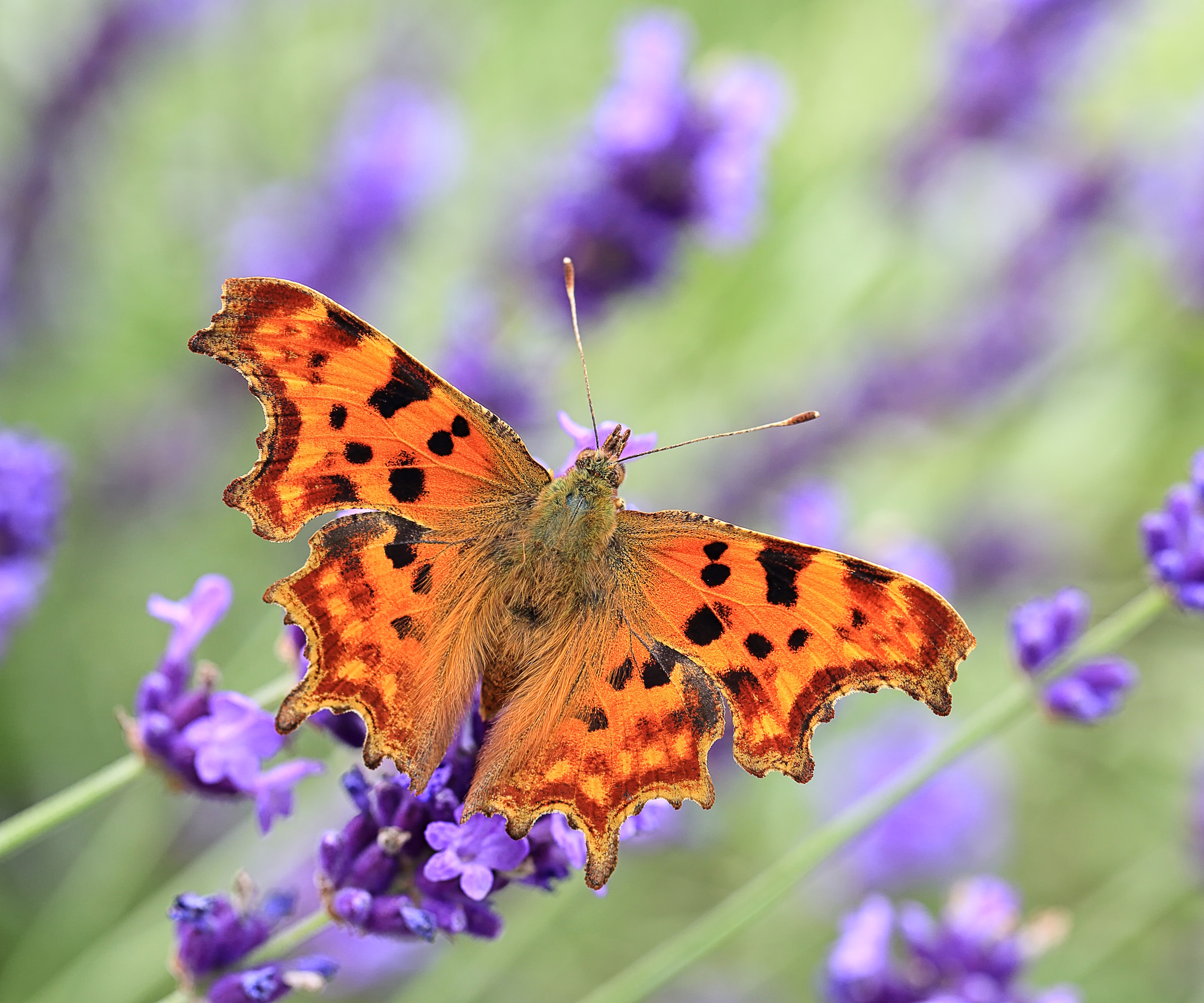 A Comma butterfly, polygonia c-album, with wings open, sipping nectar from English lavender
