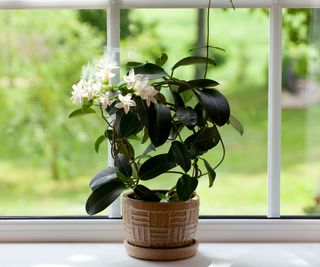 jasmine houseplant on windowsill