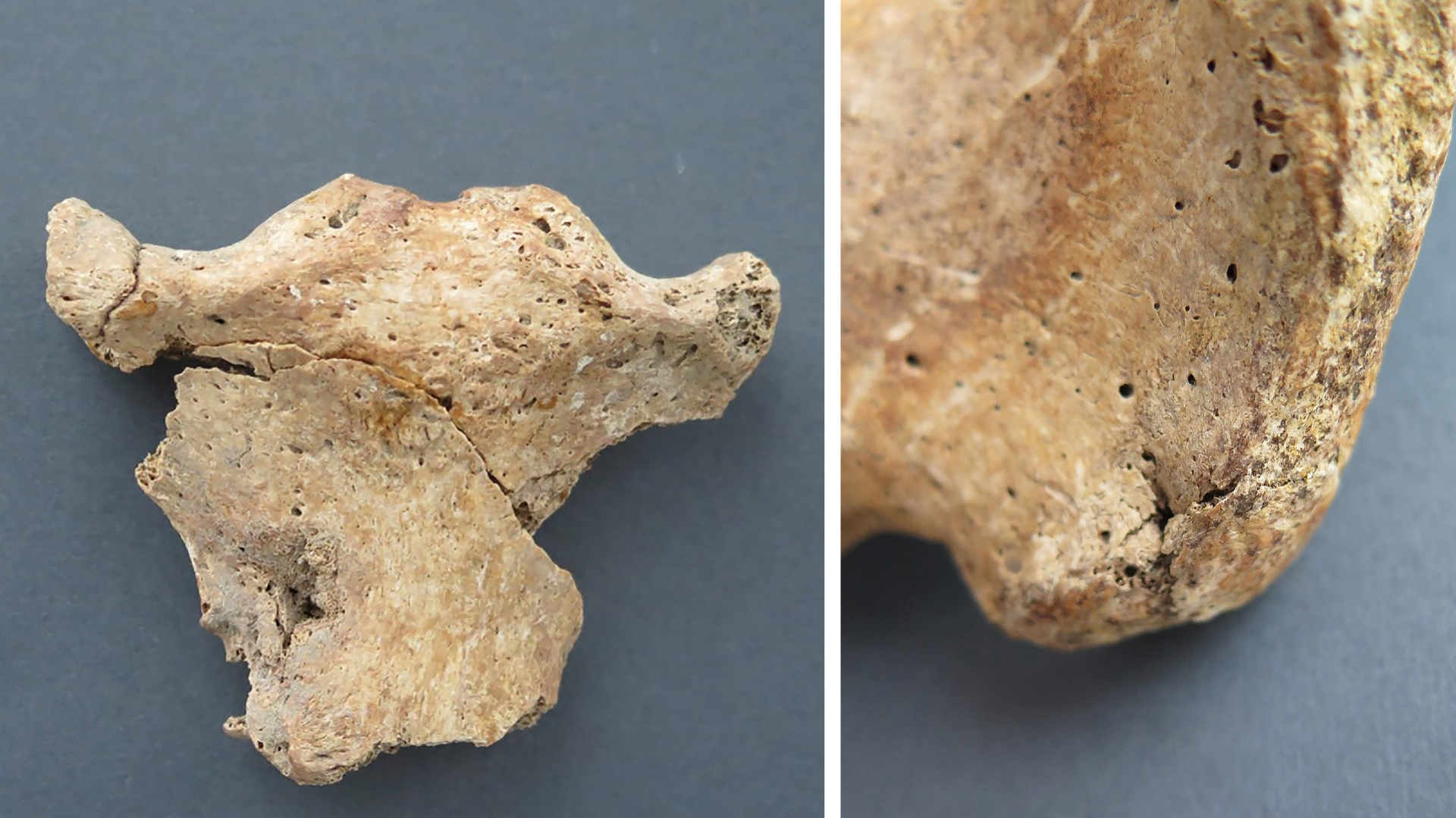 two human bones showing puncture wounds