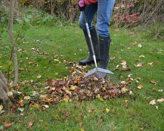 Raking leaves off a lawn in autumn