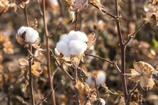 White Cotton Burr Plant