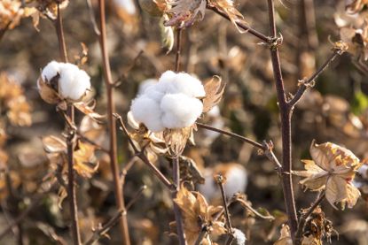 White Cotton Burr Plant