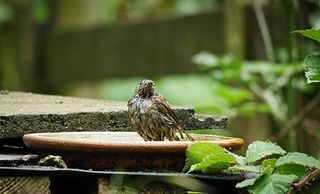 15-year-old Katy Read captured a dunnock bathing in the rain, to win the junior category in 2019