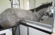 gelding cut free from box