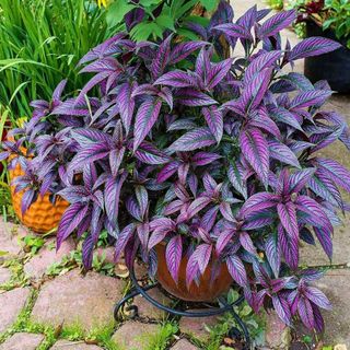 persian shield potted plant
