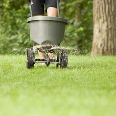 Gardener fertilizing lawn