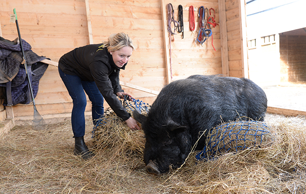 Sarah Parker trying to fill the hay nets without upsetting Percy the yard pig at Sarah &amp;amp; Simon Parker's yard at Glebe Farm in Bronington near Whitcurch in Shropshire, UK on the 1st March 2016
