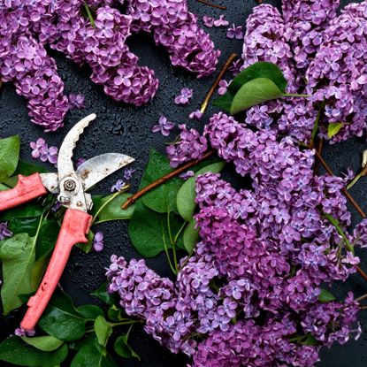 purple lilac flowers and leaves with garden pruners on dark background