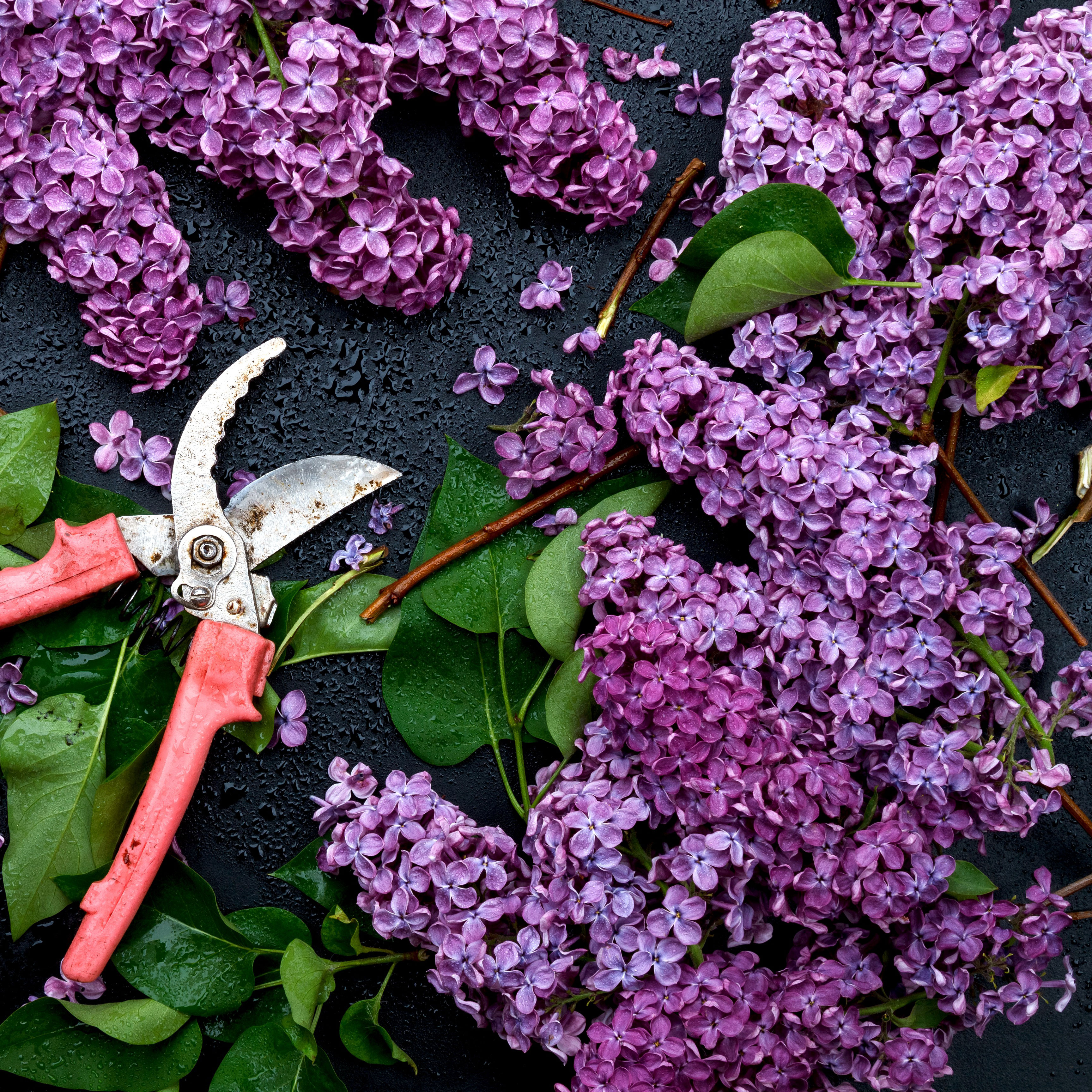 purple lilac flowers and leaves with garden pruners on dark background