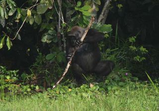 gorilla using a stick