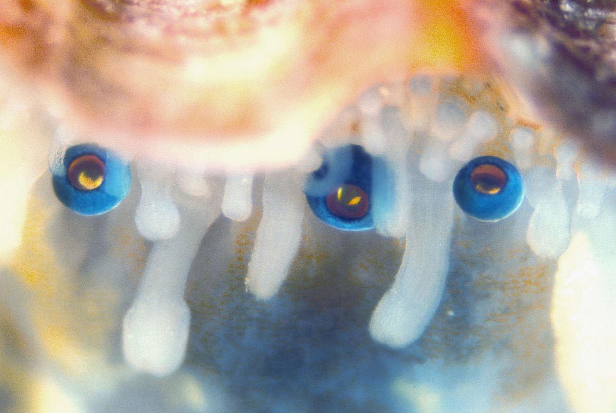 scallop, pecten maximus