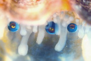 scallop, pecten maximus