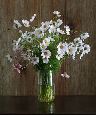 Cosmos in a glass vase