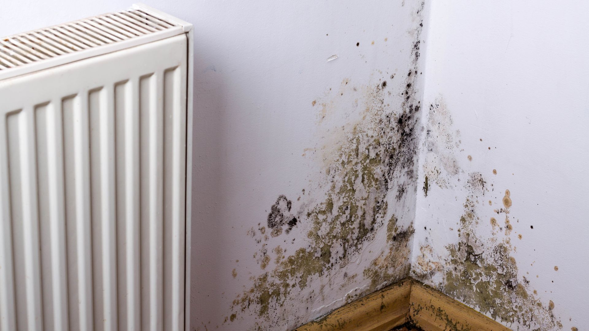 Mold on the bottom corner of a wall