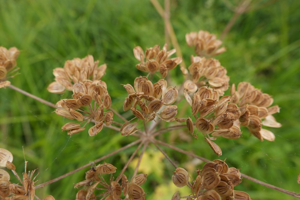 Close-up of dried brown seed heads against a blurred green background.