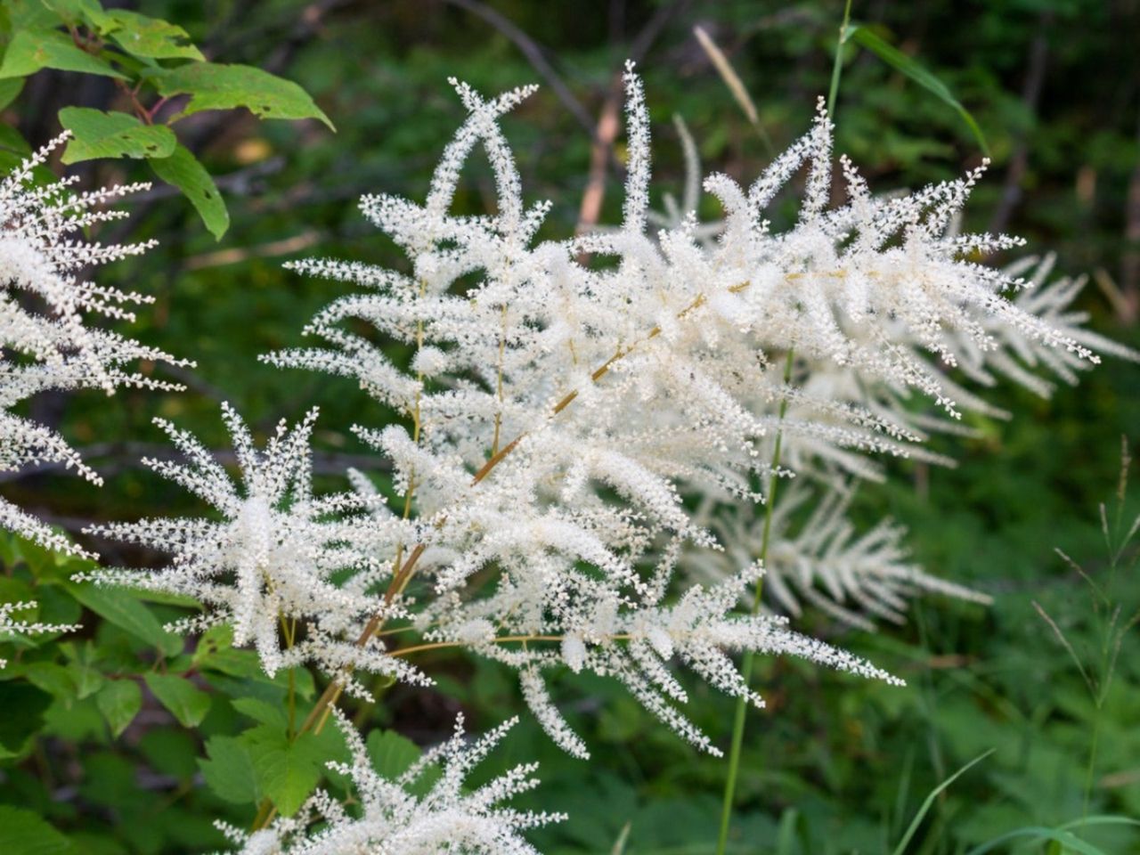 White Goat&amp;#39;s Beard Plant