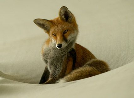 Fox