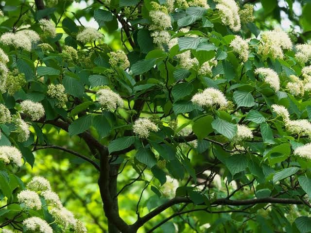 Pagoda Dogwood Live Shrub in a #3 Container