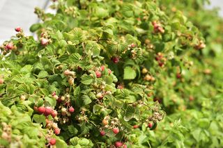 A raspberry bush