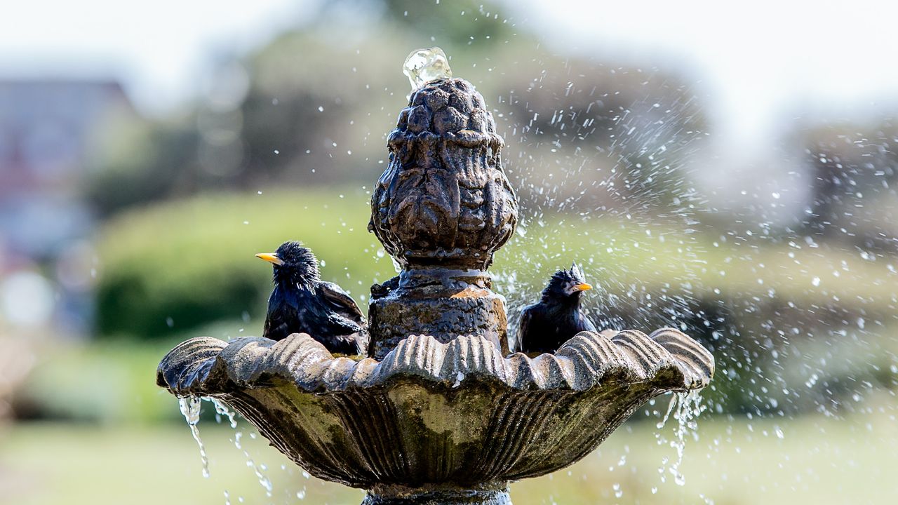 best bird bath