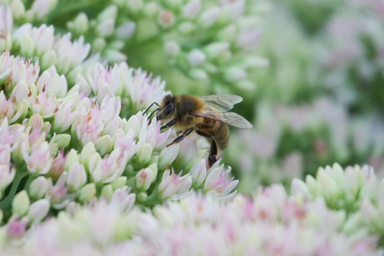 A photo taken on a Sony RX10 V bridge camera