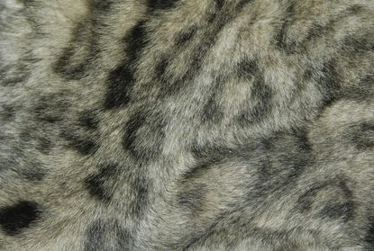 Animal fur could save children from asthma