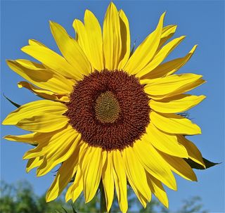 The name comes from the disc-shape of the large inflorescence (flowering head), which is said to be similar to an image of the sun.